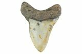 Serrated, Fossil Megalodon Tooth - North Carolina #373162-1